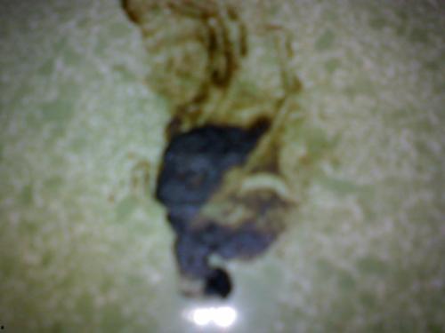 吃佛手瓜大便黑怎么回事,佛手瓜摄入与大便颜色变化之谜