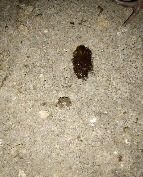 吃佛手瓜大便黑怎么回事,佛手瓜摄入与大便颜色变化之谜