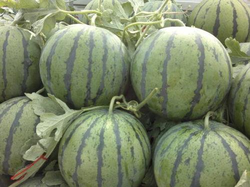 小瓜今日收购价,市场动态一览”