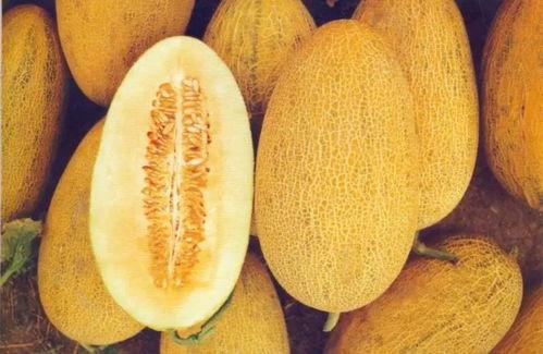 石家庄哈密瓜今日价格,价格行情一览