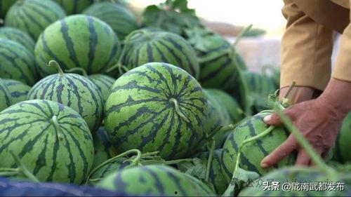 今日小井瓜价格表最新,最新市场行情一览