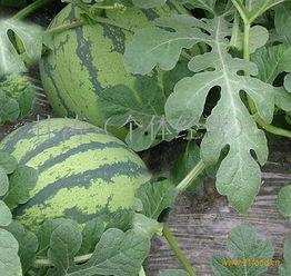 今日小井瓜价格表最新,最新市场行情一览