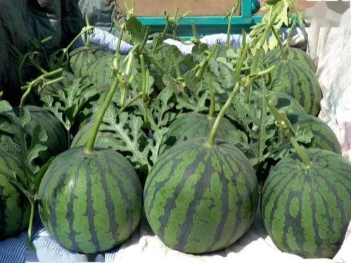 今日翠绿吊瓜价格表,今日市场行情一览