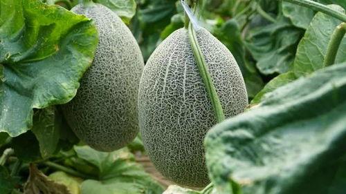 热门大瓜在线吃瓜,热门大瓜在线吃瓜，揭秘娱乐圈幕后真相