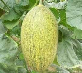 杭州哈密瓜价格今日价,价格行情一览