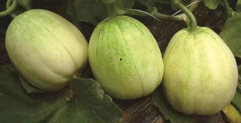 广西白皮毛毛瓜今日价,价格波动解析”