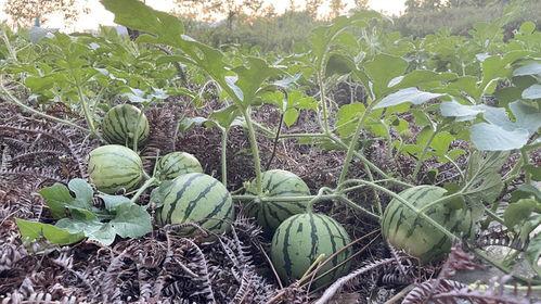 往年热门大瓜排行榜有哪些,揭秘娱乐圈风云变幻