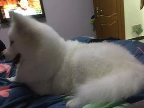 明星网红养的狗,萌宠界的明星效应