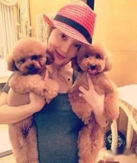 明星网红养的狗,萌宠界的明星效应