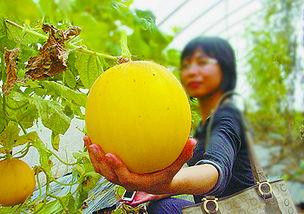 上热门摘瓜的乐趣是什么,揭秘网络摘瓜的乐趣所在