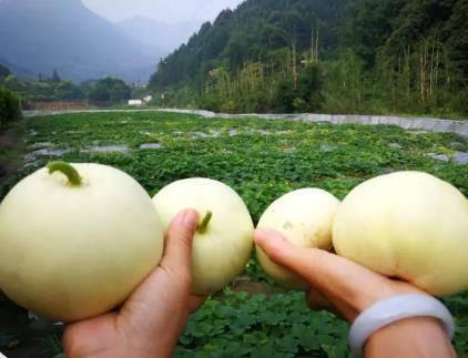 上热门摘瓜的乐趣是什么,揭秘网络摘瓜的乐趣所在