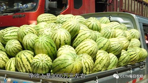 上热门摘瓜的乐趣是什么,揭秘网络摘瓜的乐趣所在