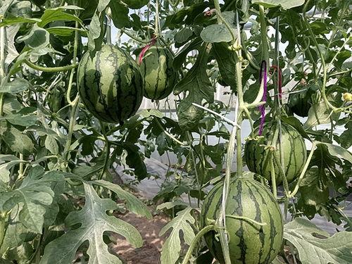 郑州今日小吊瓜价格多少,实惠之选，市民抢购热潮