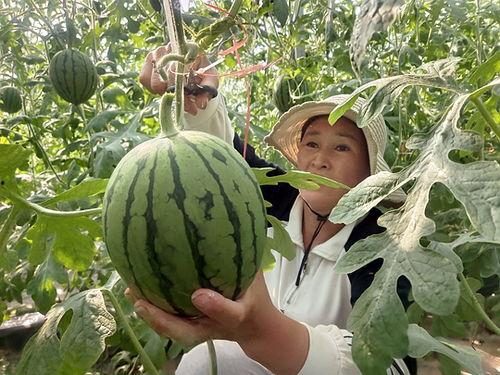 郑州今日小吊瓜价格多少,实惠之选，市民抢购热潮