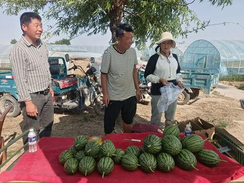 郑州今日小吊瓜价格多少,实惠之选，市民抢购热潮