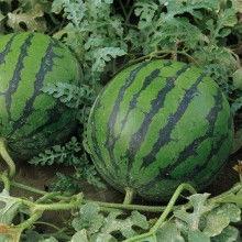 热门吸瓜网站,揭秘网络红人的秘密世界