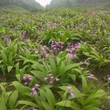 吊瓜的热门歌曲有哪些