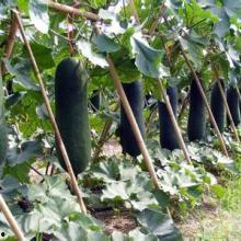 吊瓜的热门歌曲有哪些