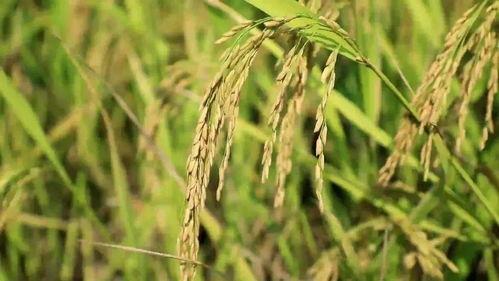 万邦吊瓜今日价格,市场行情一览