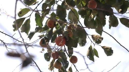 万邦吊瓜今日价格,市场行情一览