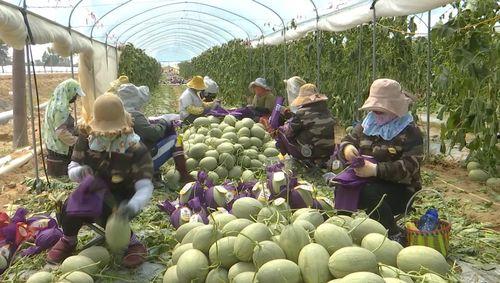 今日海南冬季瓜菜价格多少,丰收季喜讯连连