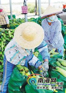 今日海南冬季瓜菜价格多少,丰收季喜讯连连