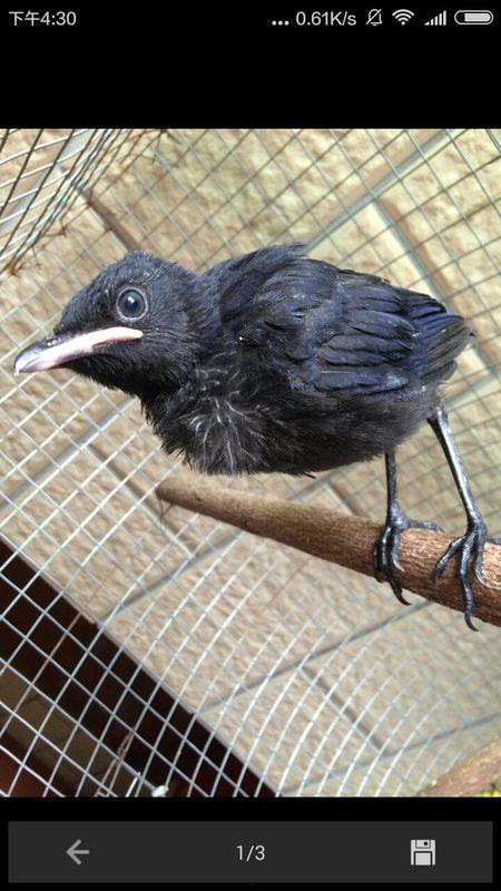 黑守瓜能给鸟吃吗有毒吗,鸟类食用安全与毒性探讨