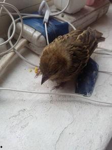 黑守瓜能给鸟吃吗有毒吗,鸟类食用安全与毒性探讨