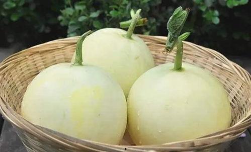 今日阎良甜官瓜价格,甜蜜来袭，价格波动解析”