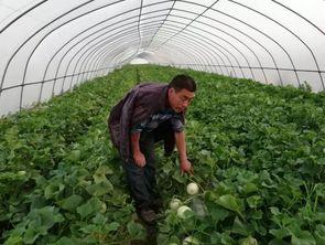 今日阎良甜官瓜价格,甜蜜来袭，价格波动解析”