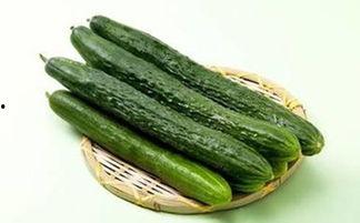 小圆瓜今日价格行情最新,市场行情一览