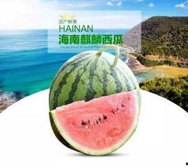 小圆瓜今日价格行情最新,市场行情一览