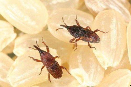 今日塘口小瓜虫价格,今日行情一览”