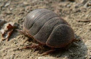 今日塘口小瓜虫价格,今日行情一览”