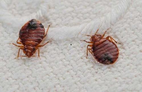 今日塘口小瓜虫价格,今日行情一览”