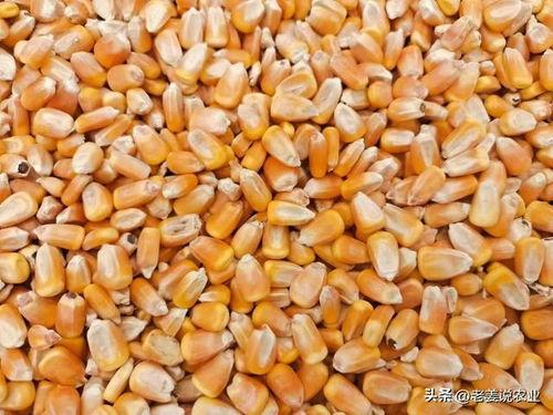 蒲城吊瓜今日价格2024年,市场行情一览”