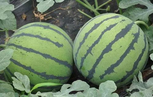 瓢瓜今日价格行情最新,涨跌波动，市场动态一览