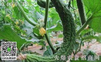 热门话题种瓜得瓜,揭秘热门话题背后的秘密与影响