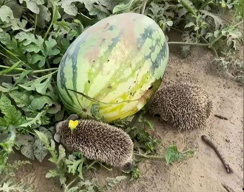 吃瓜黑挑会长胖吗,会长胖的真相揭秘