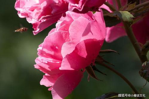 吃瓜爆料最经典的一句话是什么,揭秘经典一语成谶之谜