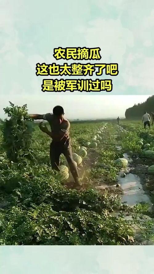 农民摘瓜的热门文案,农民丰收喜悦瞬间