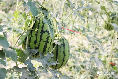 近期热门吃瓜网红有哪些,揭秘网络红人的崛起之路