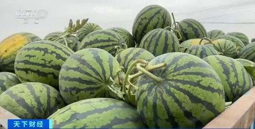 今日西沙瓜价格最新行情,最新行情一览