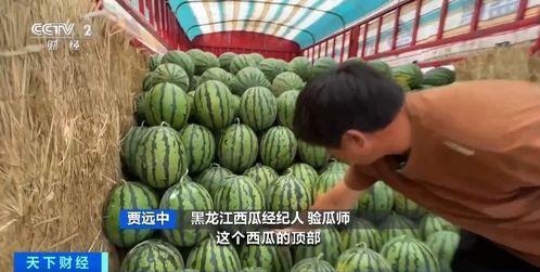 今日西沙瓜价格最新行情,最新行情一览