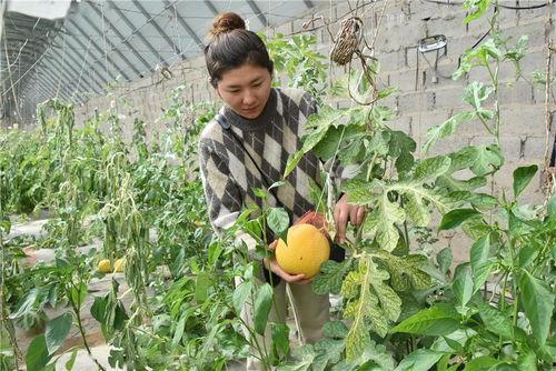 瓜州黄皮西瓜今日新闻,今日新闻聚焦乡村振兴新亮点