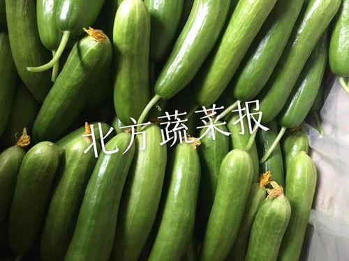 小喜瓜今日价格行情最新,今日市场动态一览”