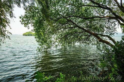 西子湖畔热门瓜,揭秘热门瓜背后的故事