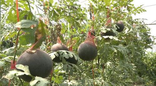 棚瓜里面黑可以吃吗,可食用还是有害？