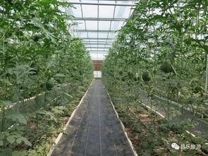 山东昌乐尧沟今日瓜价,瓜果飘香，价格走俏