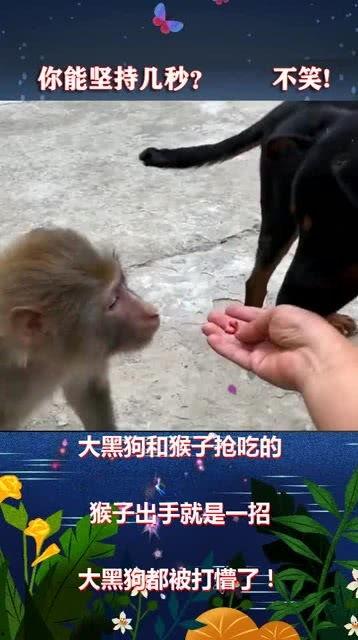 黑猴子吃大瓜,大瓜盛宴引发狂欢